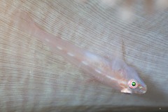 Pleurosicya boldinghi