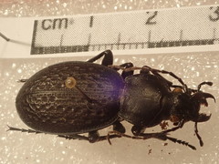 Carabus chevrolati