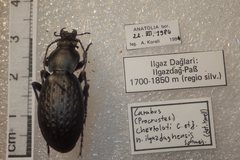 Carabus chevrolati