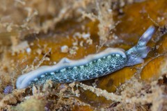 Thuridilla carlsoni