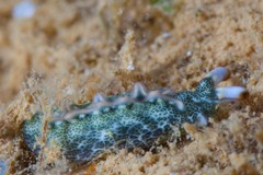 Thuridilla carlsoni