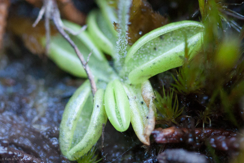 Pinguicula lusitanica