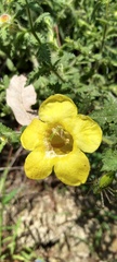 Aureolaria pectinata