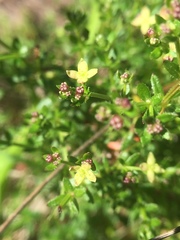 Galium porrigens porrigens