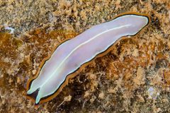 Pseudoceros contrarius