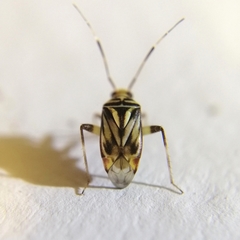 Taedia signata