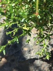 Galium porrigens porrigens