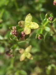 Galium porrigens porrigens
