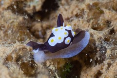 Colpodaspis thompsoni