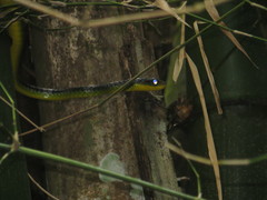 Chironius septentrionalis