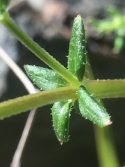 Galium porrigens porrigens