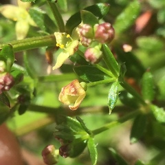 Galium porrigens porrigens