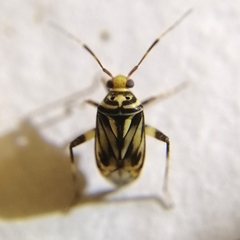 Taedia signata