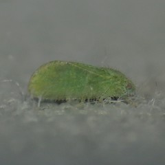 Aphalaroida spinifera