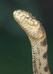 Hydrophis major
