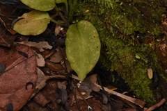 Beloglottis costaricensis image