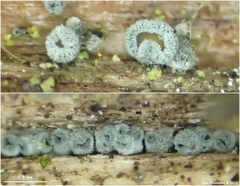 Proliferodiscus pulveraceus