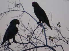 Amazona autumnalis autumnalis
