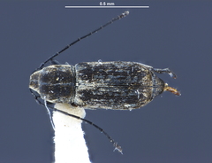 Euciodes suturalis