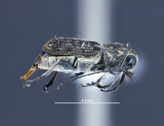 Euciodes suturalis