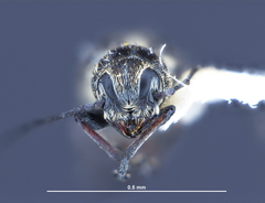 Euciodes suturalis