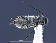 Euciodes suturalis