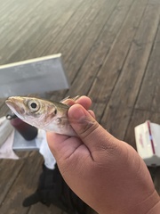 Trachurus symmetricus