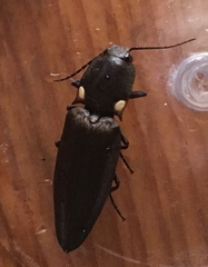 Ignelater havaniensis