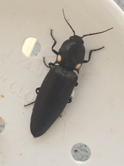 Ignelater havaniensis