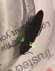 Ignelater havaniensis