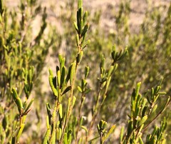 Acacia sclerophylla