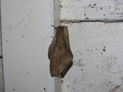 Colax apulus