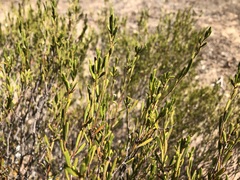 Acacia sclerophylla