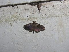 Ceratocilia