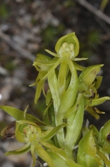 Habenaria parviflora