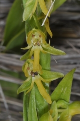 Habenaria parviflora