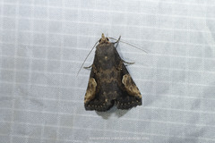 Pseudosphetta moorei