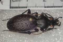 Carabus chevrolati