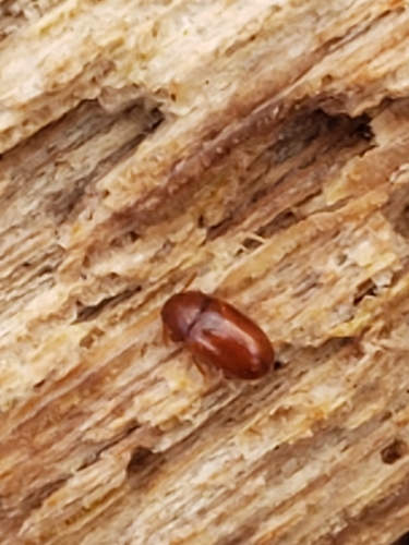 Pentaphyllus pallidus