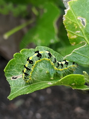 Xanthodes transversa