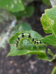 Xanthodes transversa