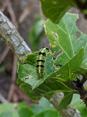 Xanthodes transversa