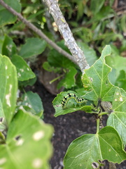 Xanthodes transversa