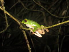 Phyllomedusa trinitatis