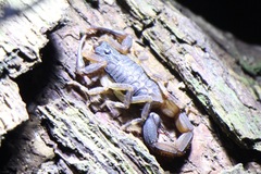 Centruroides margaritatus