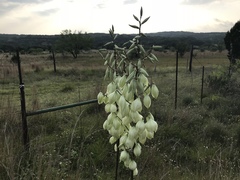Yucca rupicola