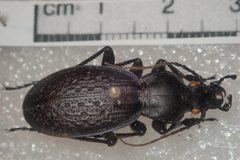 Carabus chevrolati