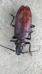 Titanus giganteus