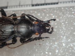 Carabus chevrolati