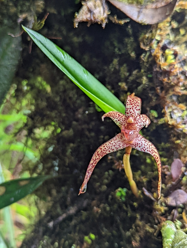Maxillaria neophylla